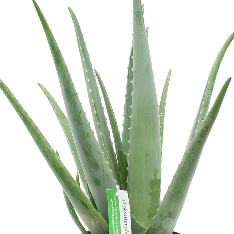 Aloe Vera Pflege - 123zimmerpflanzen