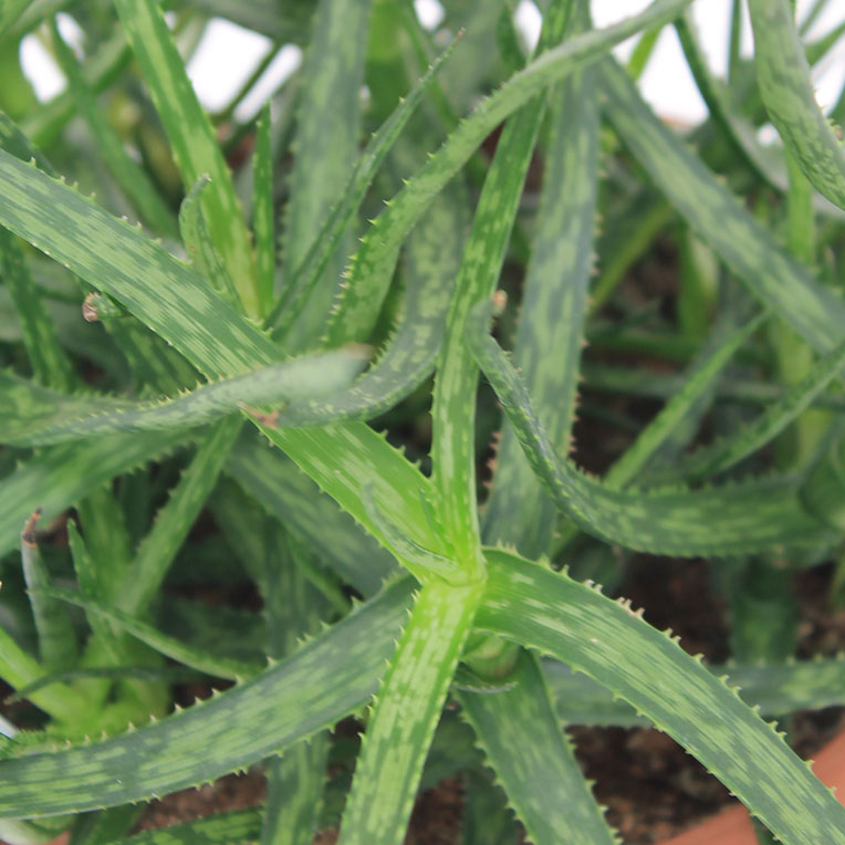 Dünger für Aloe Vera Dünger für Aloe Vera