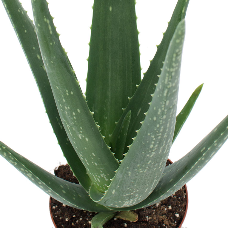 Aloe Vera Pflege 123zimmerpflanzen