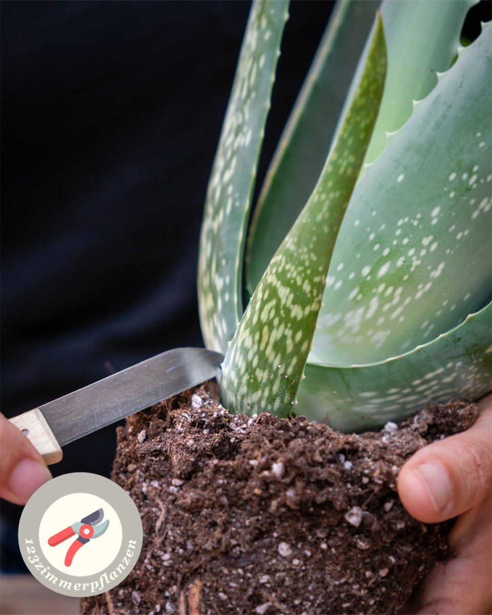 Aloe Vera Pflege