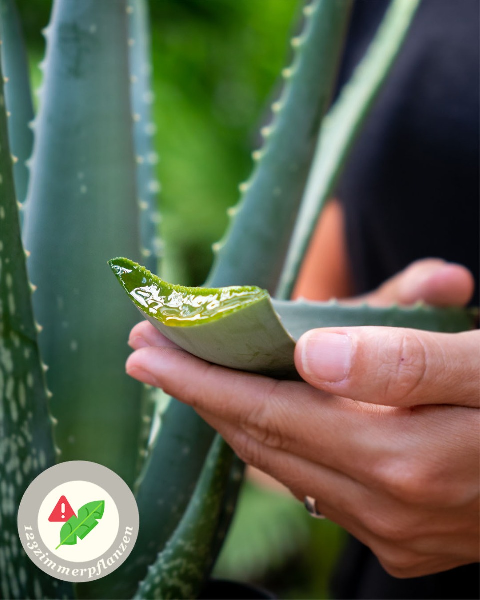 Aloe Vera Saft