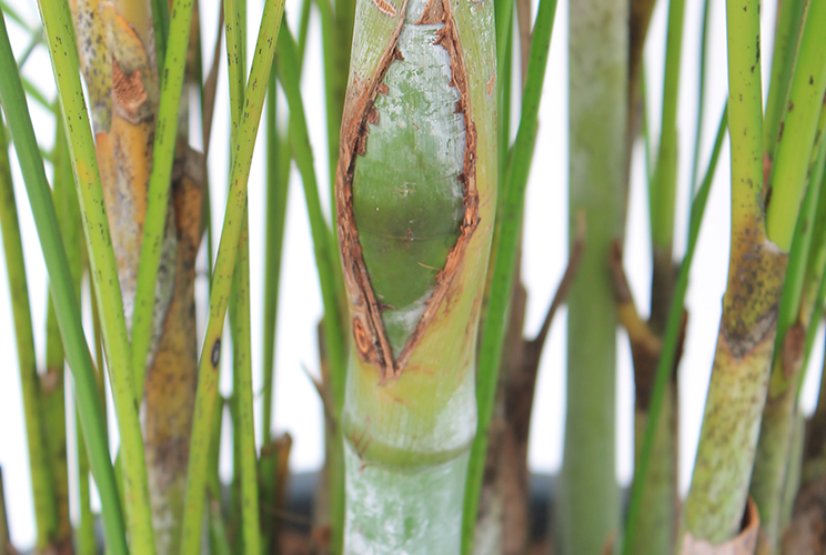 Blühende Areca Blühende Areca