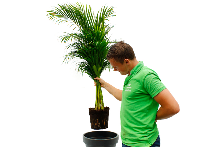 Areca Umtopfen Areca Umtopfen