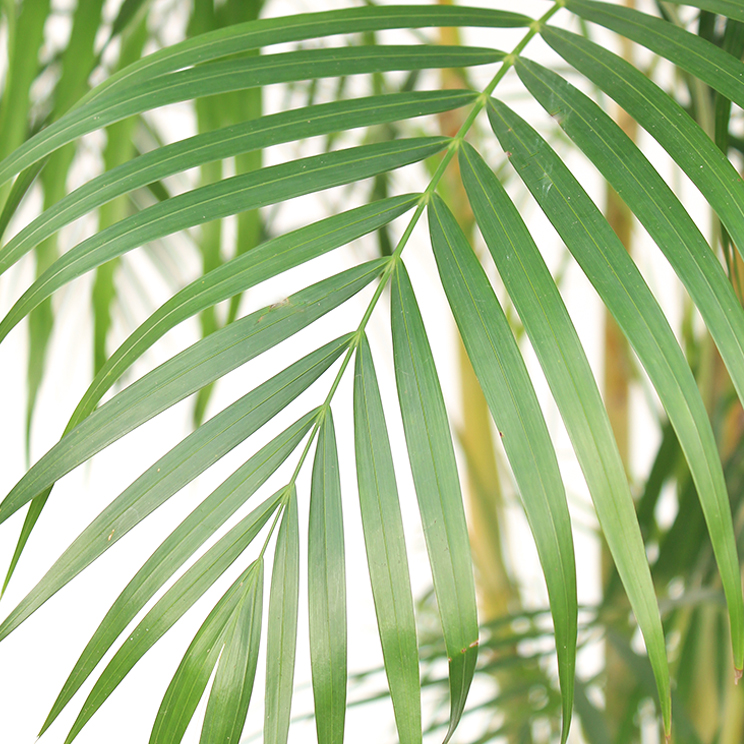 Düngen für Areca Düngen für Areca
