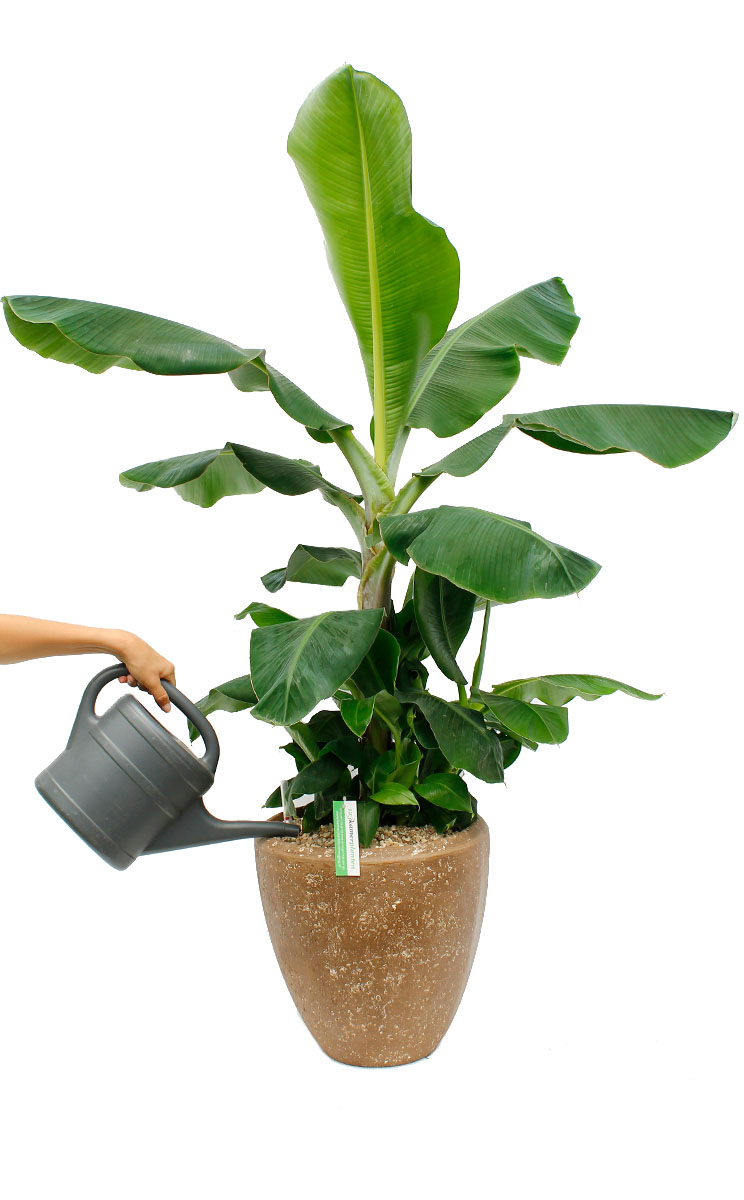 Bananepflanze (Musa) Pflege 123zimmerpflanzen