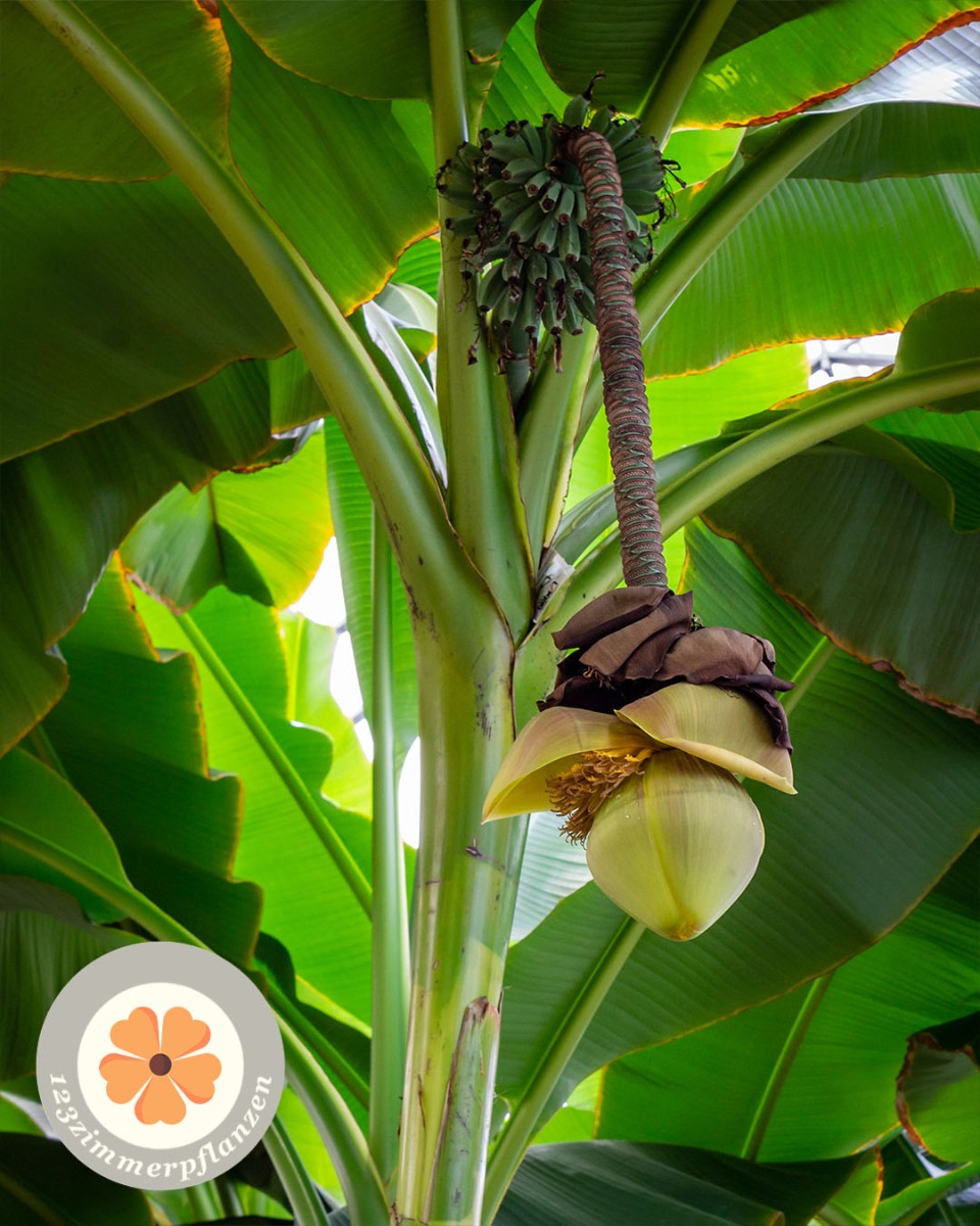 Blühende Bananenpflanze