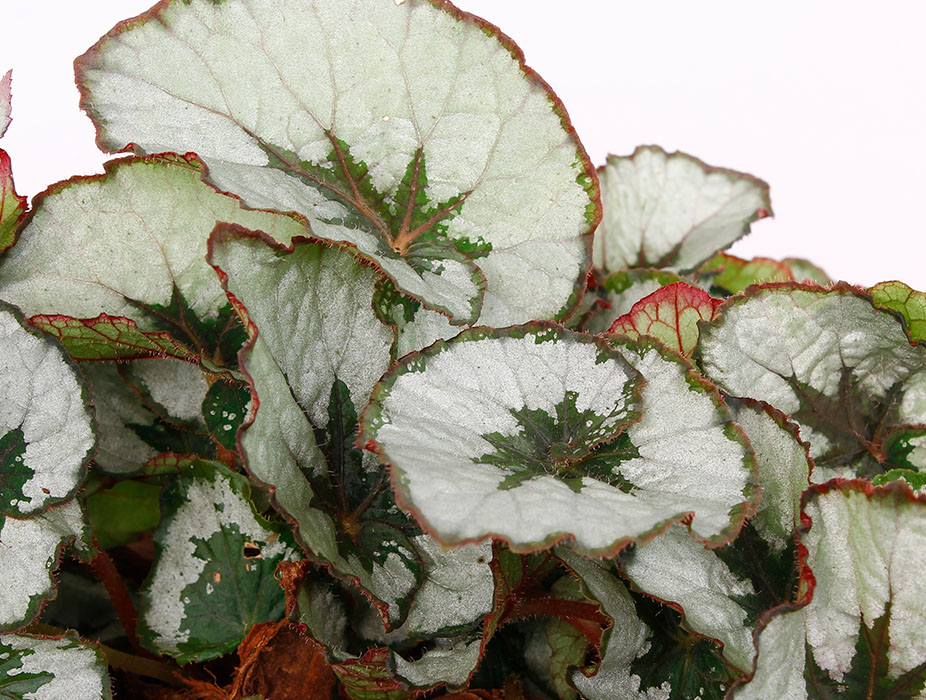 Begonia Blätter