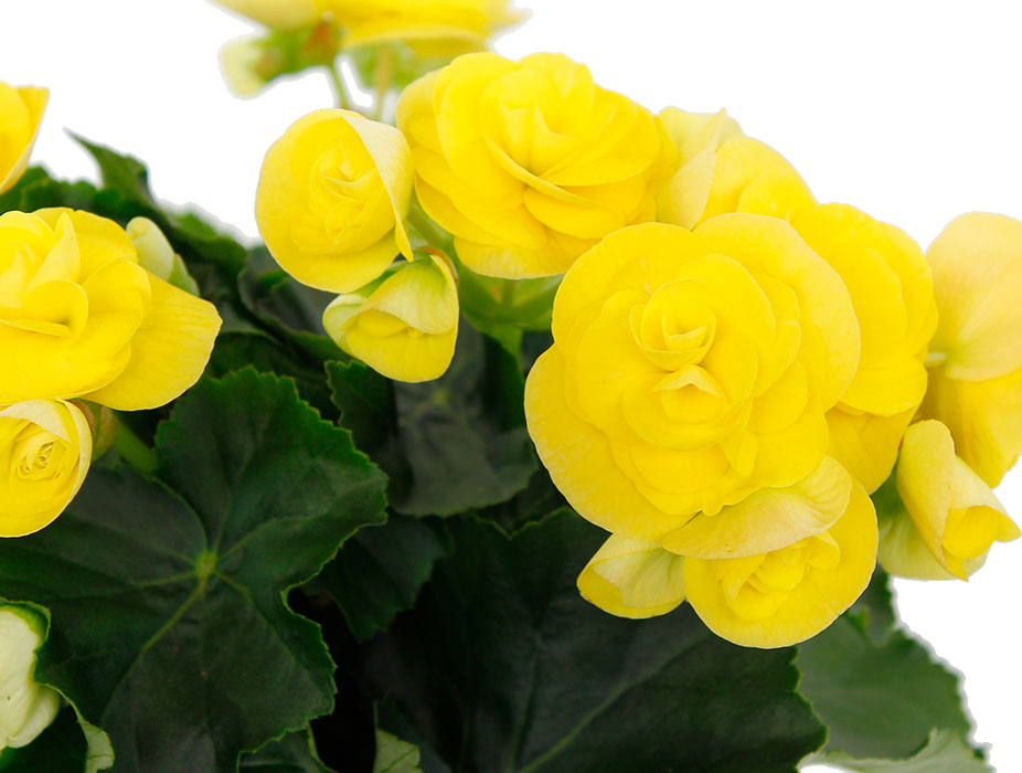 Begonia gelbe Blumen