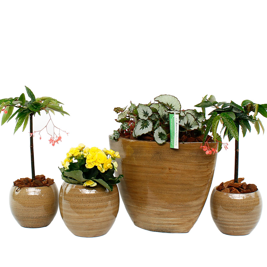 Begonia Pflege Begonia Pflege