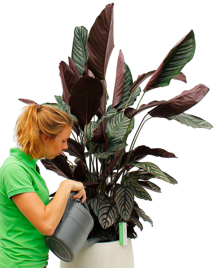 Calathea Lancifolia Giftig Katze