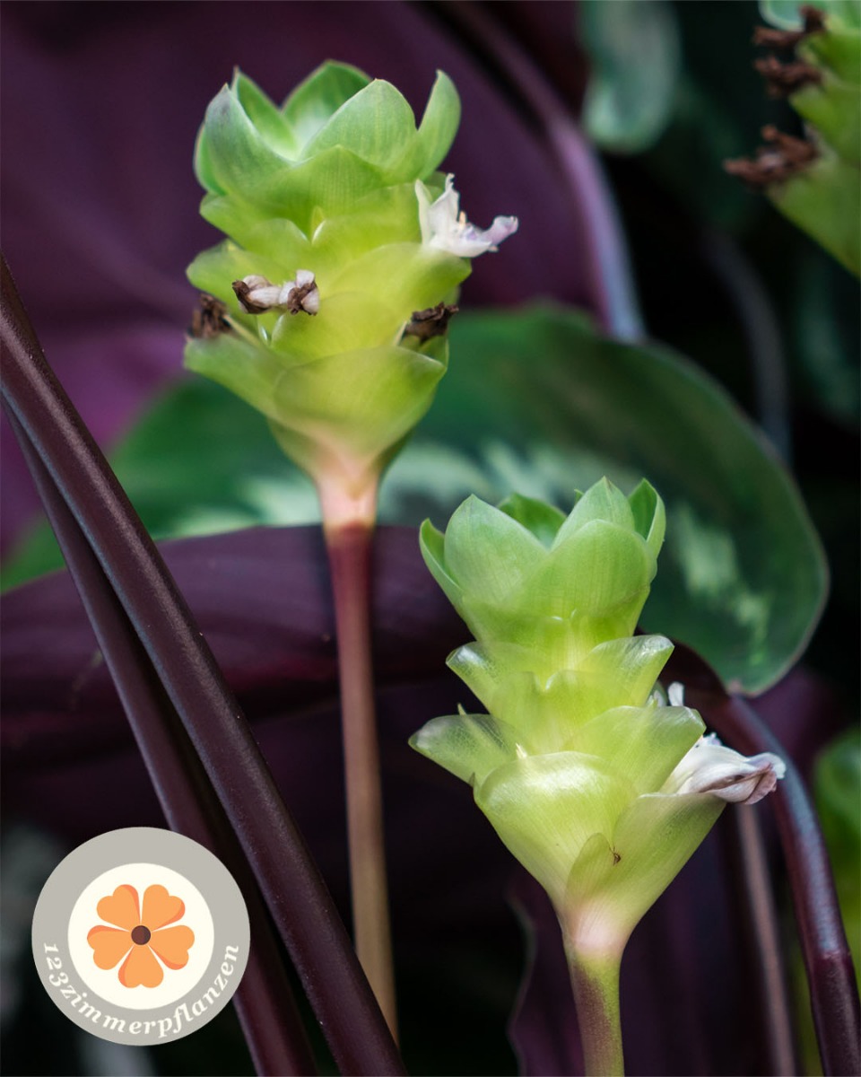 Blühende Calathea