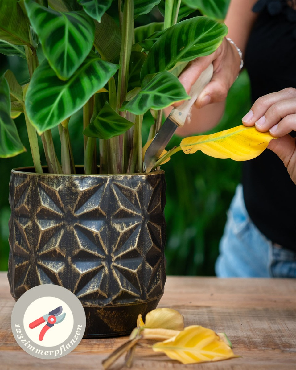 Calathea Wartung