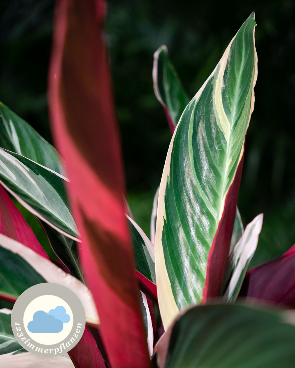 Calathea Standort