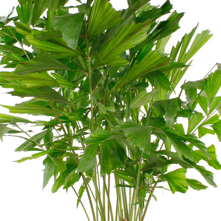 Caryota Mitis Pflege Caryota Mitis Pflege