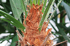 Chamaerops Humilis Umtopfen