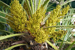 Blühende Chamaerops Humilis