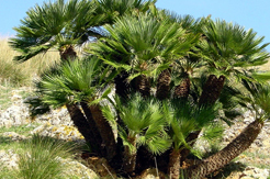 Chamaerops Humilis Standort