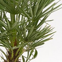 Chamaerops Humilis Pflege Chamaerops Humilis Pflege