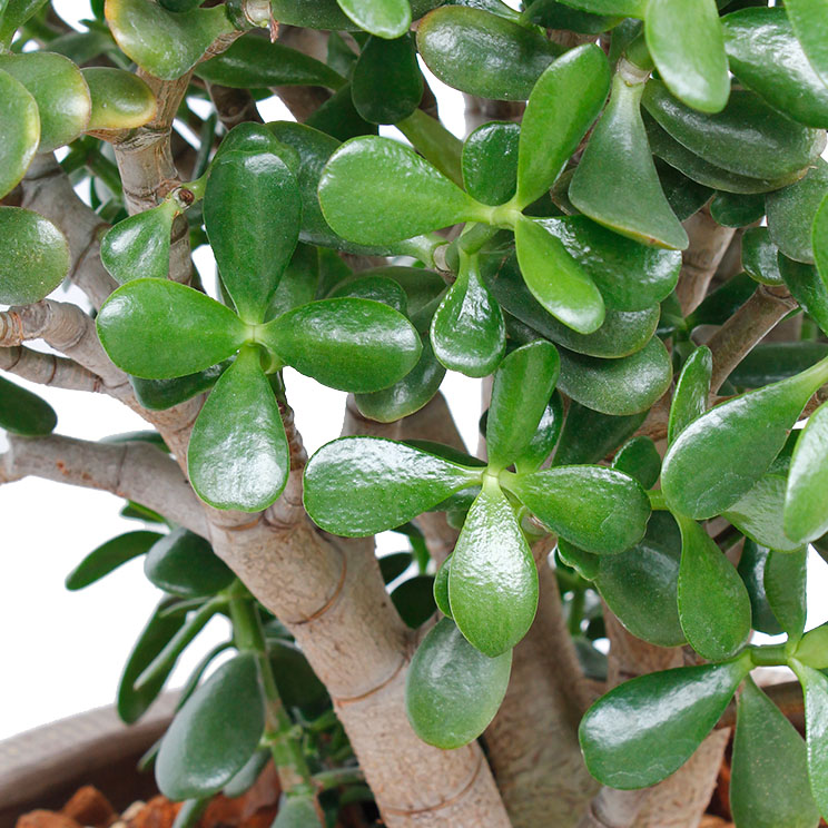 Crassula Pflege Crassula Pflege