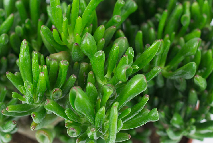 Crassula Wartung