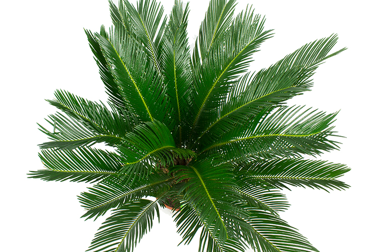 Blühende Cycas Blühende Cycas