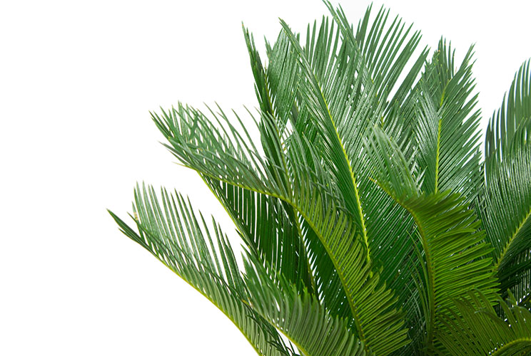Düngen für Cycas Düngen für Cycas