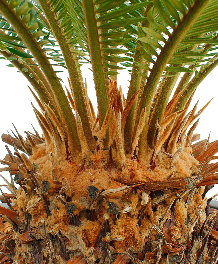Cycas Wartung Cycas Wartung