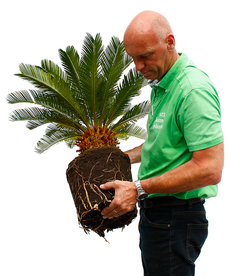 Cycas Umtopfen Cycas Umtopfen