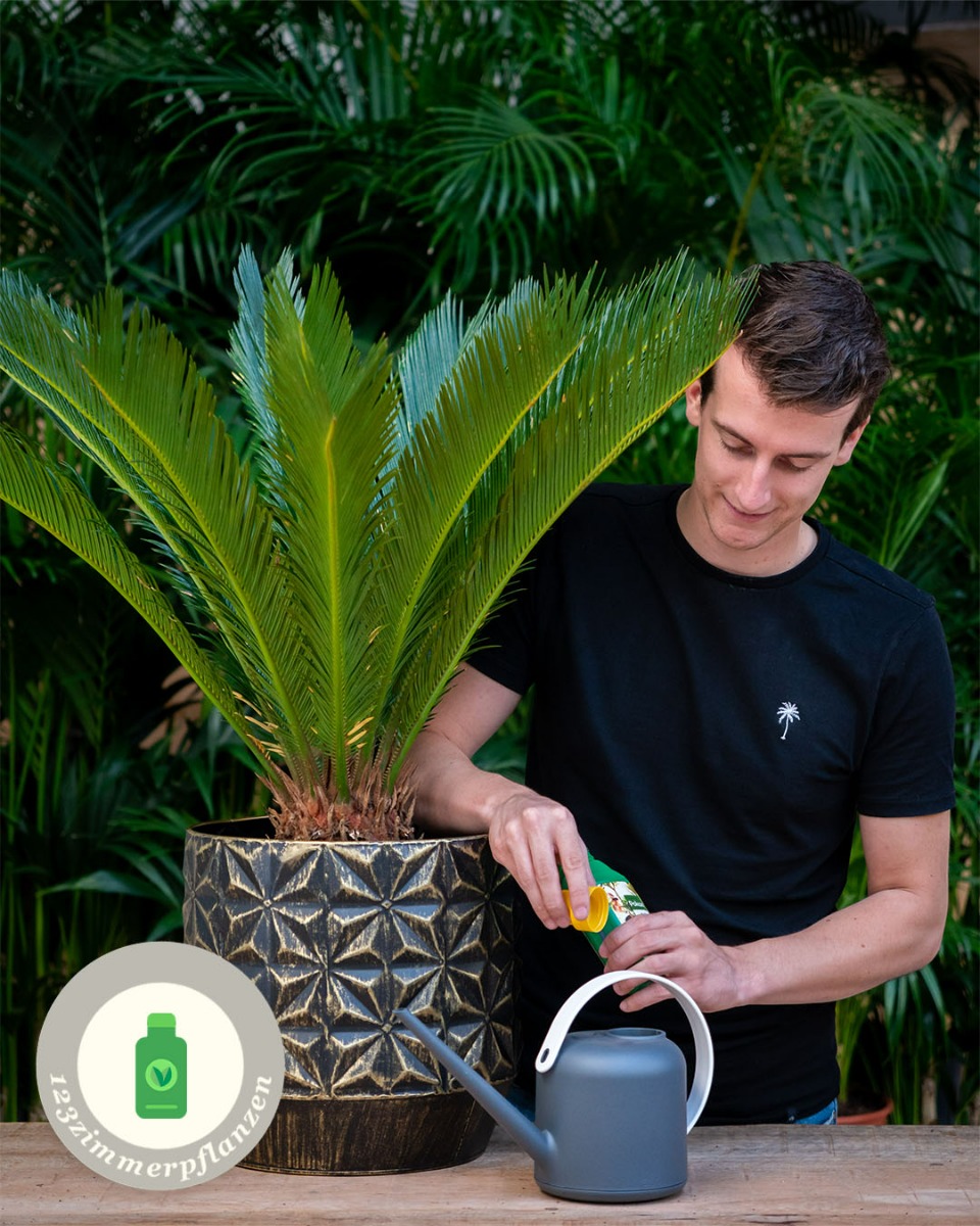 Düngen für Cycas