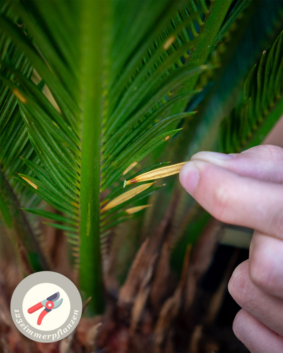 Cycas Wartung