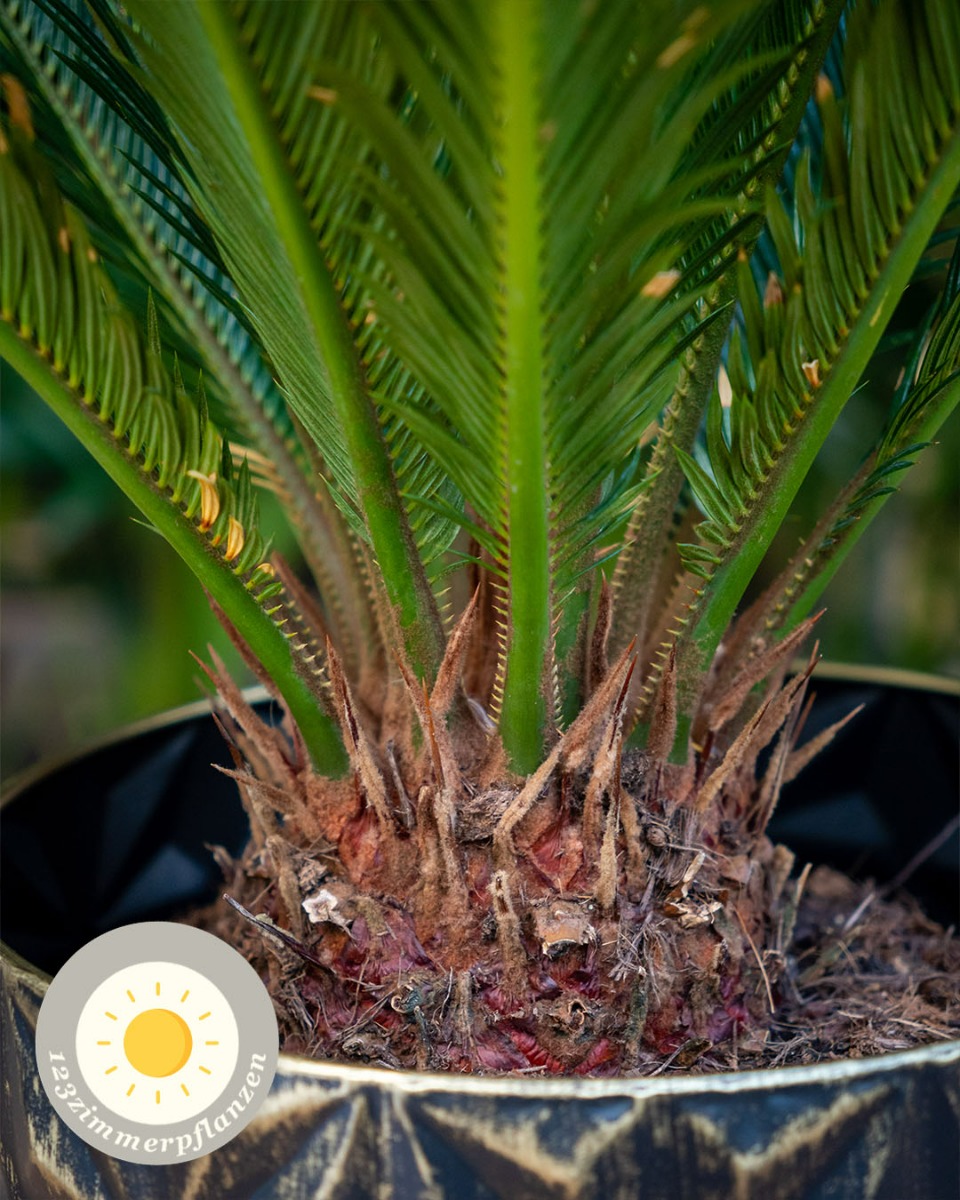 Cycas Standort