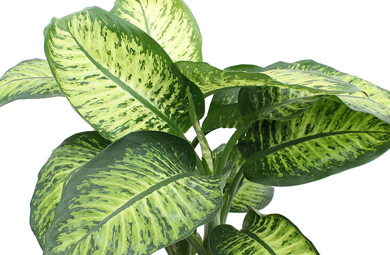 Blühende Dieffenbachia Blühende Dieffenbachia