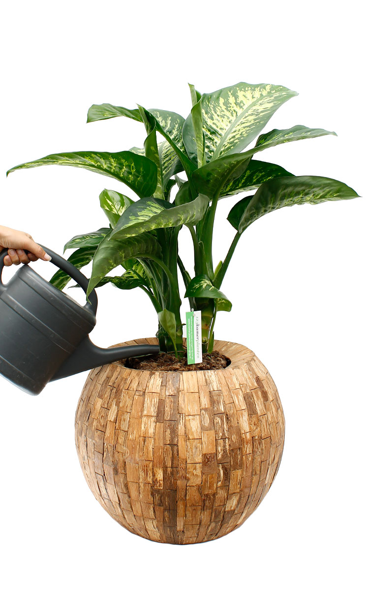 Dieffenbachia Gießen Dieffenbachia Gießen