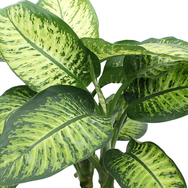 Dieffenbachia (Dumm Zuckerrohr) Pflege 123zimmerpflanzen