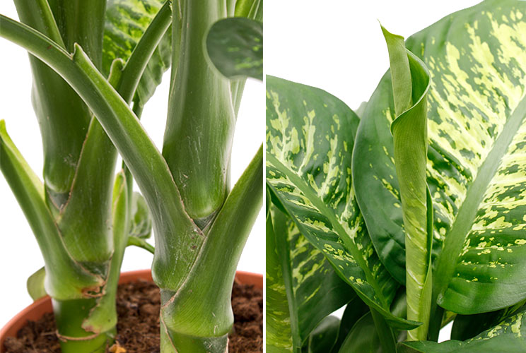 Dieffenbachia Standort Dieffenbachia Standort