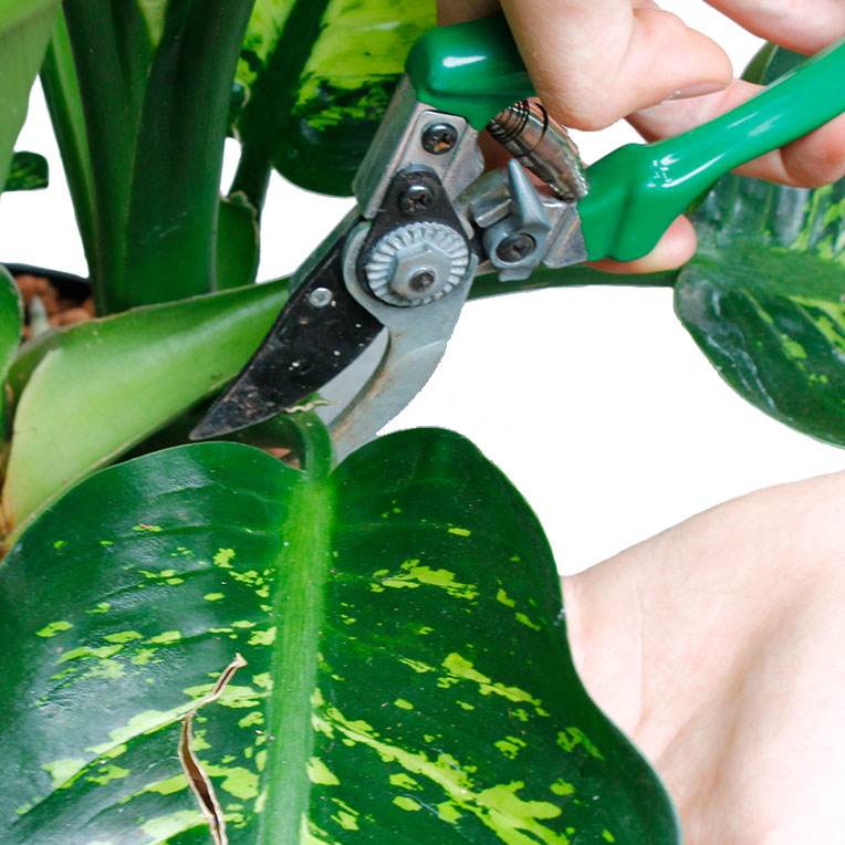 Dieffenbachia Wartung Dieffenbachia Wartung