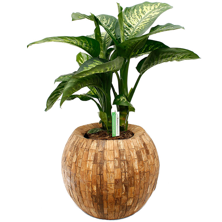 Dieffenbachia Topf Dieffenbachia Topf