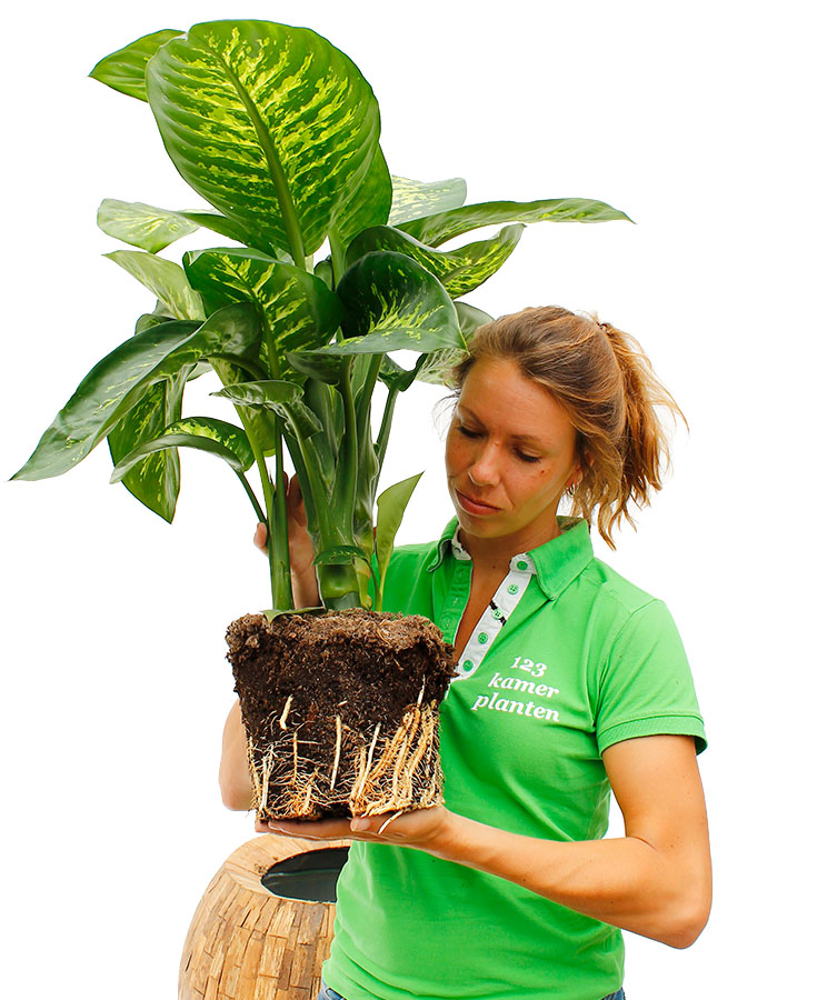 Dieffenbachia Umtopfen Dieffenbachia Umtopfen