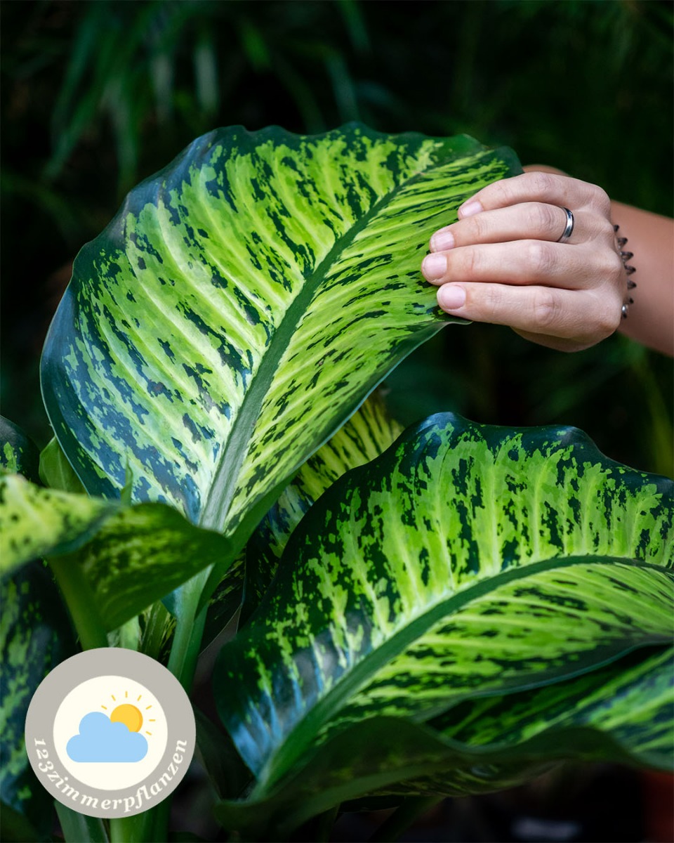 Dieffenbachia Standort