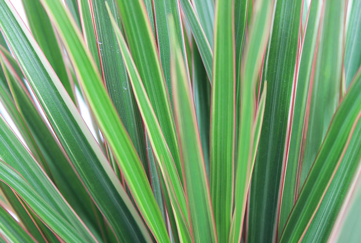 Dracaena (Drachenbaum) Pflege 123zimmerpflanzen