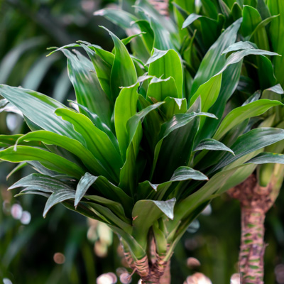 Dracaena Compacta kaufen