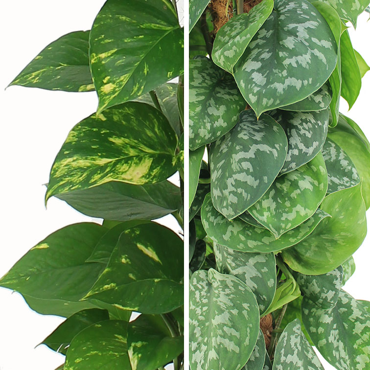 Efeutute Epipremnum (Scindapsus) Pflege 123zimmerpflanzen