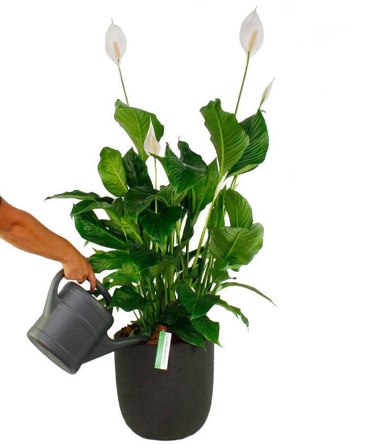 Einblatt (Spathiphyllum) Pflege 123zimmerpflanzen