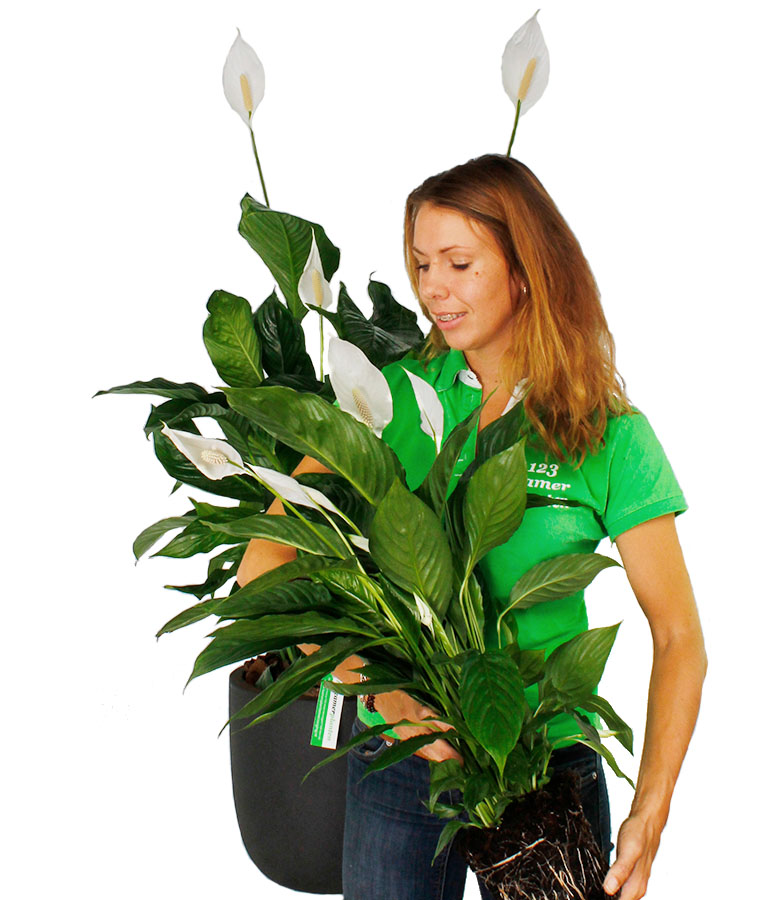 Einblatt (Spathiphyllum) Pflege 123zimmerpflanzen
