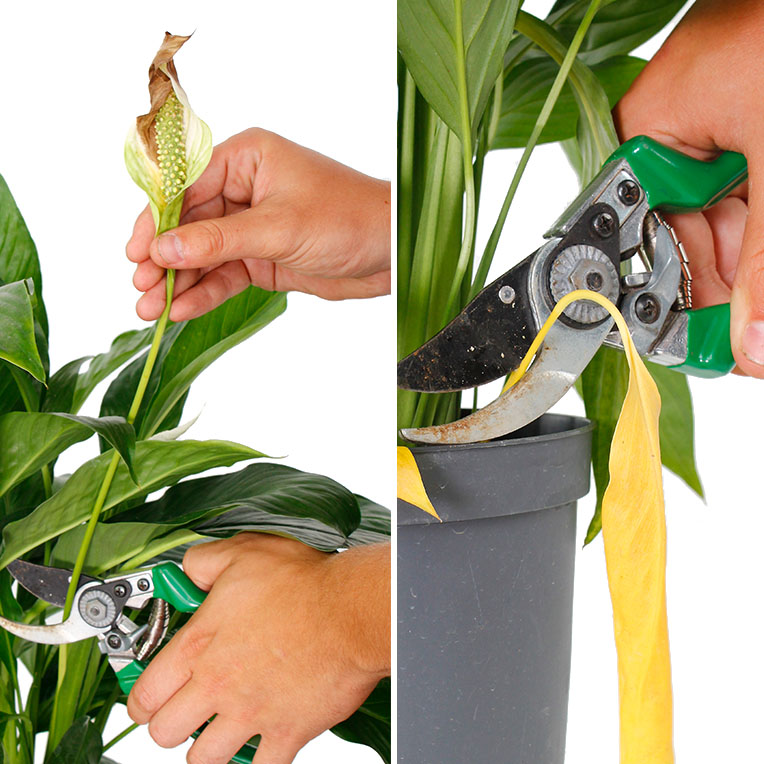 Einblatt (Spathiphyllum) Pflege 123zimmerpflanzen
