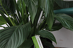 Einblatt (Spathiphyllum) Pflege