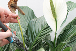 Einblatt (Spathiphyllum) Pflege