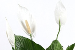 Einblatt (Spathiphyllum) Pflege