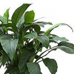 Einblatt (Spathiphyllum) Pflege