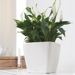 Einblatt (Spathiphyllum) Pflege